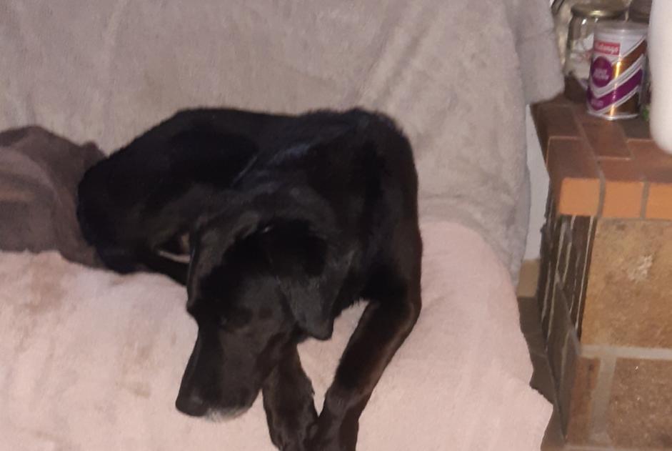 Fundmeldung Hund  Männliche Cambrai Frankreich