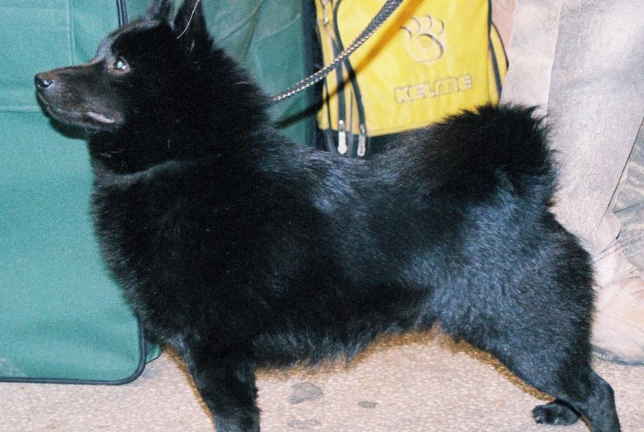 Fundmeldung Hund Männliche Tourcoing Frankreich