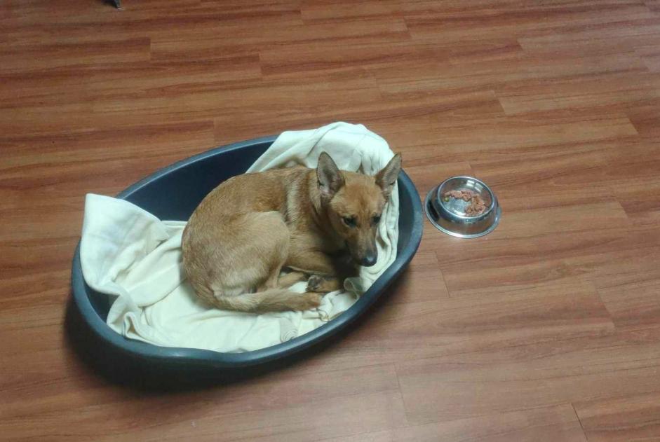 Fundmeldung Hund  Weiblich Trith-Saint-Léger Frankreich