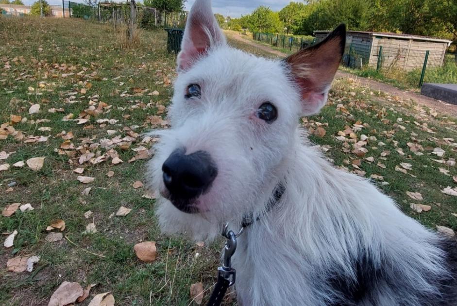 Vermisstmeldung Hund  Männliche , 2 jahre Lille Frankreich