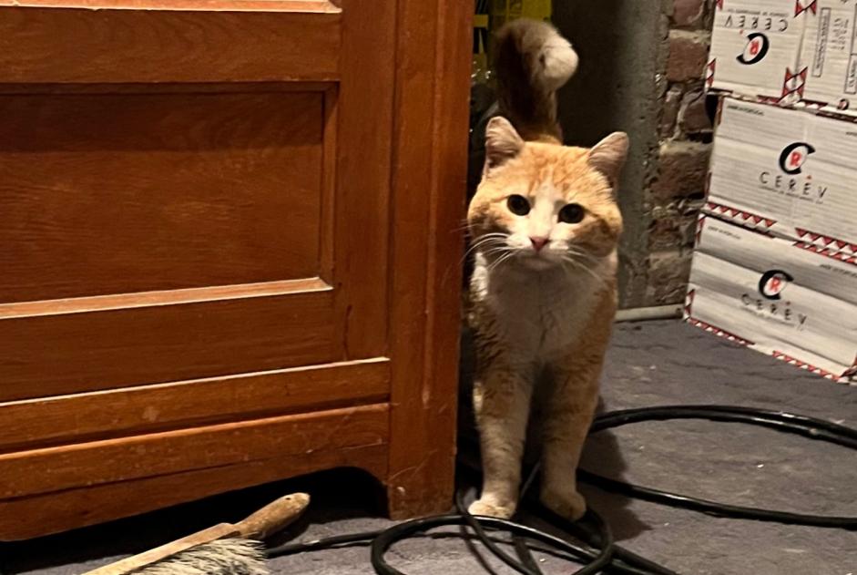 Fundmeldung Katze Männliche La Chapelle-d'Armentières Frankreich