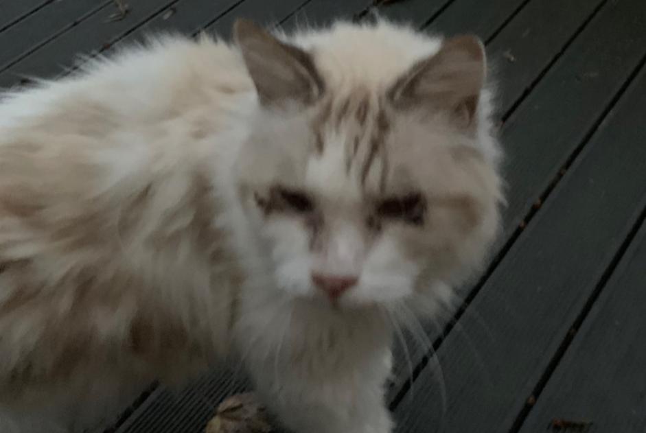 Fundmeldung Katze Weiblich Steenvoorde Frankreich