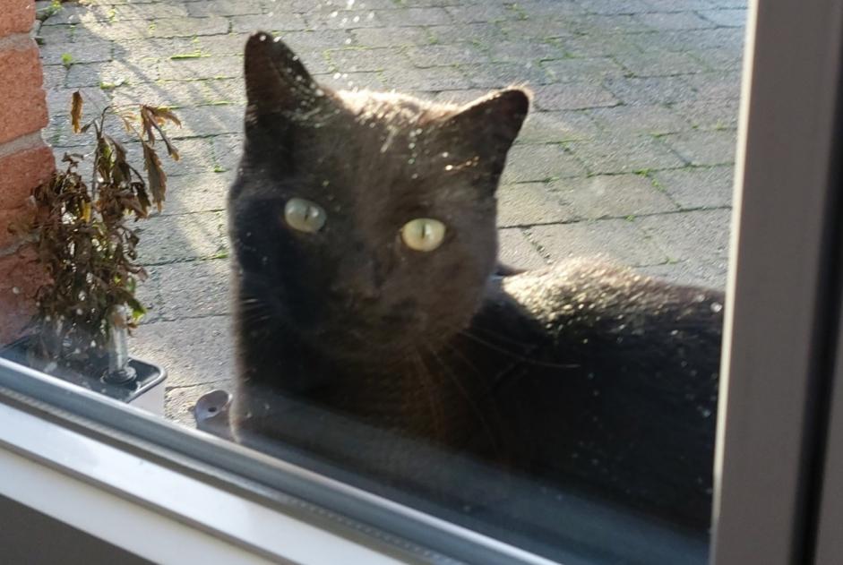 Fundmeldung Katze Männliche Sars-et-Rosières Frankreich