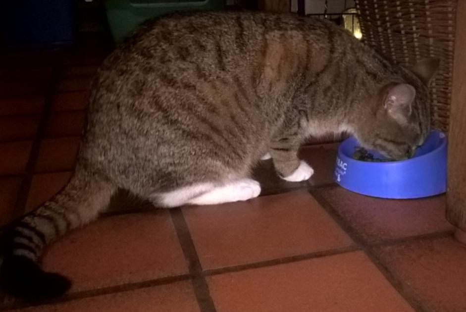 Vermisstmeldung Katze  Weiblich , 8 jahre Steenwerck Frankreich