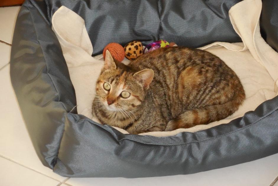 Vermisstmeldung Katze  Weiblich , 6 jahre Faches-Thumesnil Frankreich