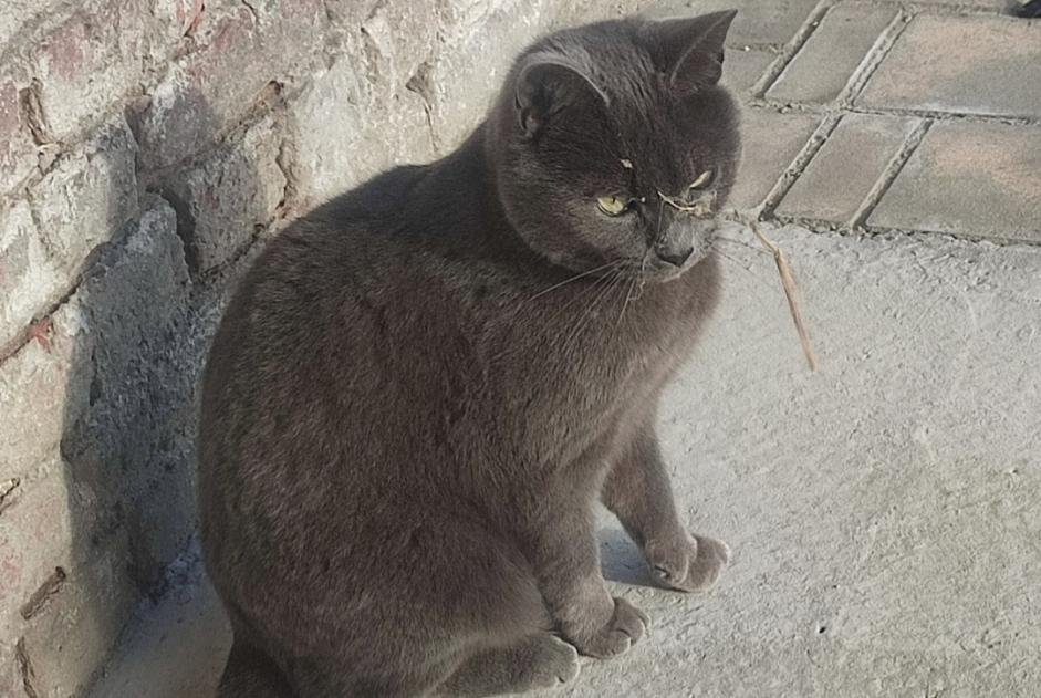 Vermisstmeldung Katze Männliche , 8 jahre Gruson Frankreich