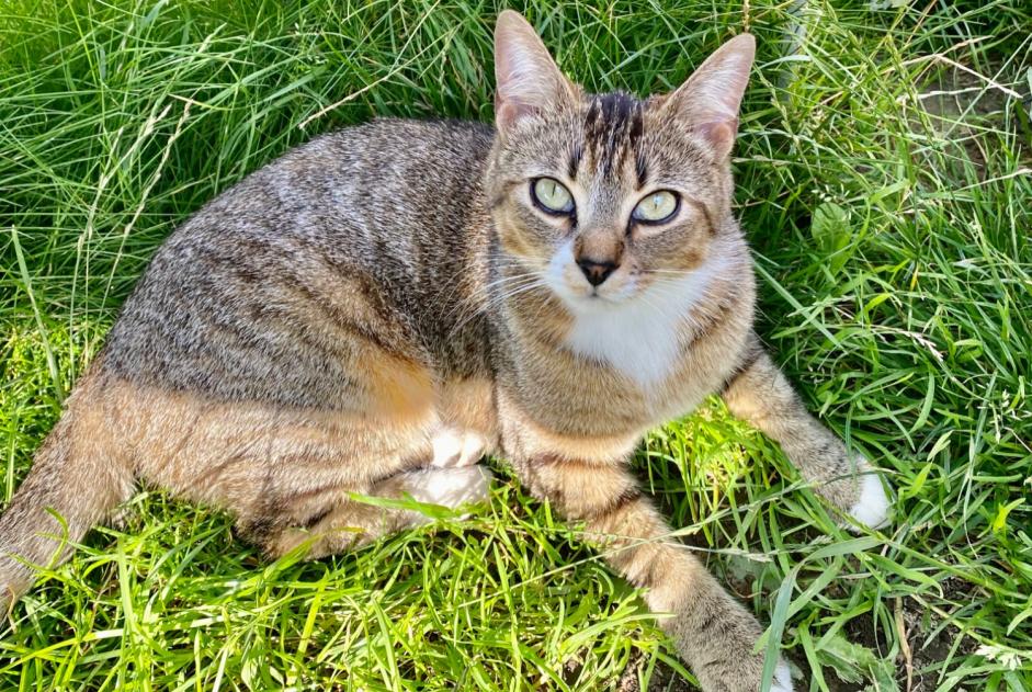Vermisstmeldung Katze  Weiblich , 2 jahre Lille Frankreich