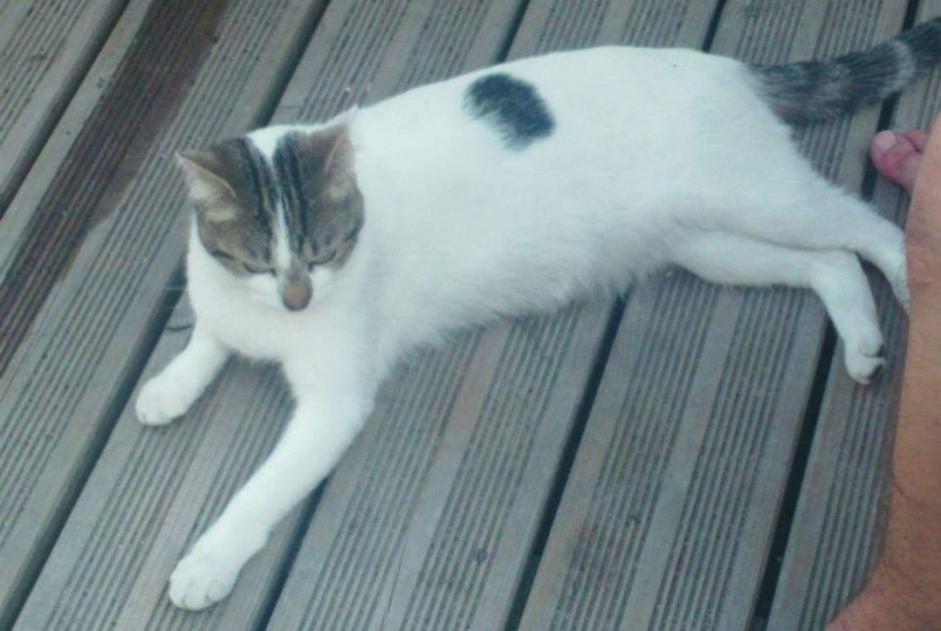 Vermisstmeldung Katze Männliche , 10 jahre Hazebrouck Frankreich