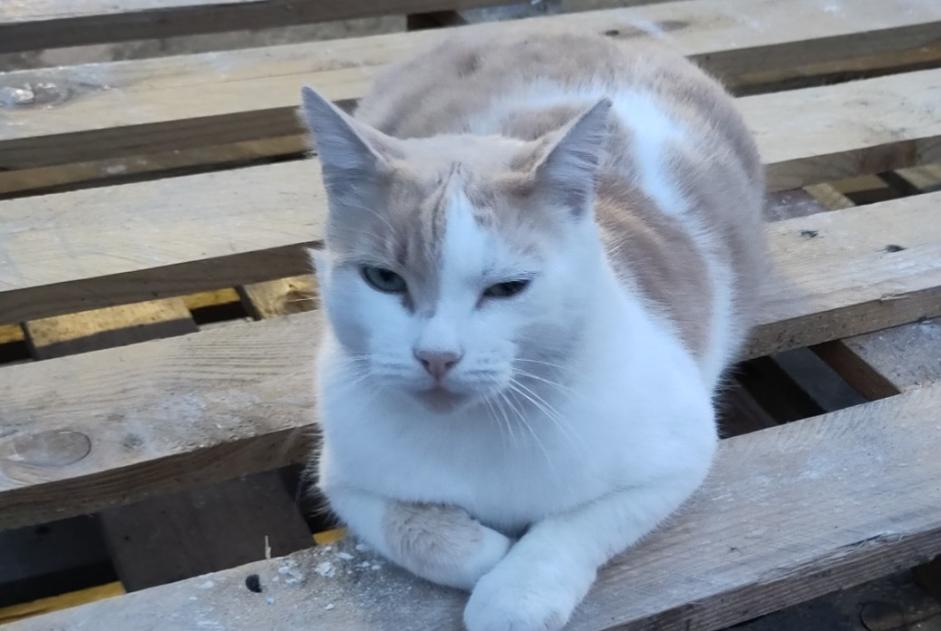 Vermisstmeldung Katze rassenmischung Männliche , 6 jahre Hérin Frankreich