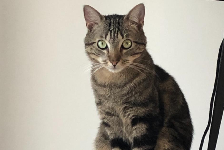 Vermisstmeldung Katze  Männliche , 3 jahre Beaucamps-Ligny Frankreich