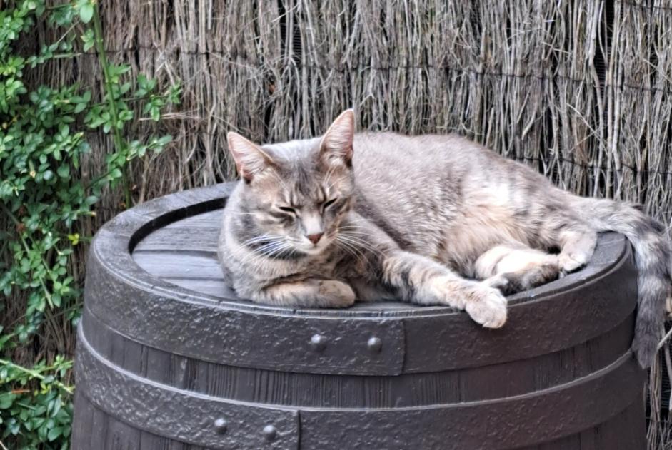Vermisstmeldung Katze rassenmischung Männliche , 1 jahre Wattrelos Frankreich