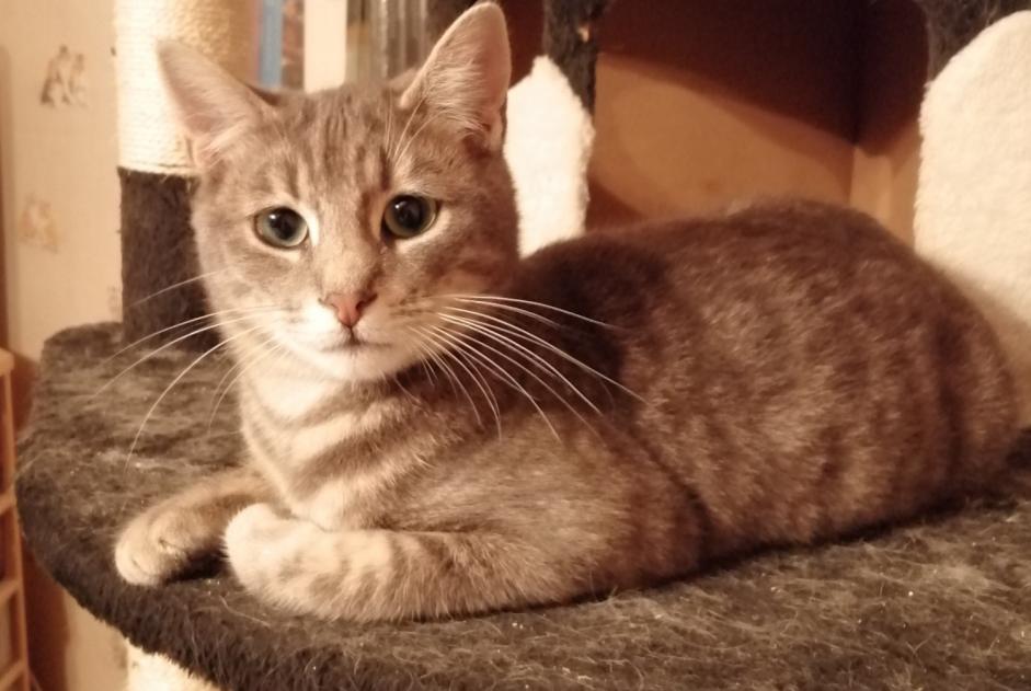 Disappearance alert Cat Male , 1 years Douai France