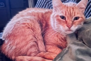 Disappearance alert Cat Male , 11 years Roubaix France