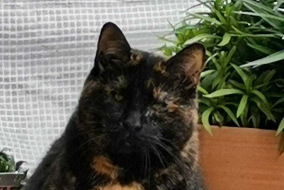 Disappearance alert Cat  Female , 7 years Lille France