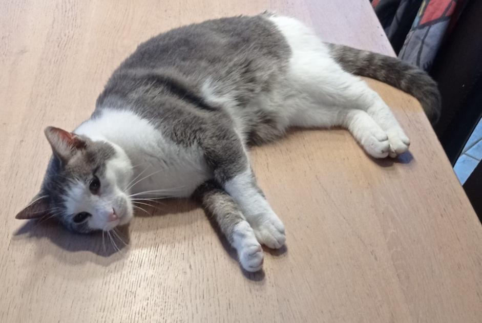 Disappearance alert Cat miscegenation Male , 7 years Orchies France