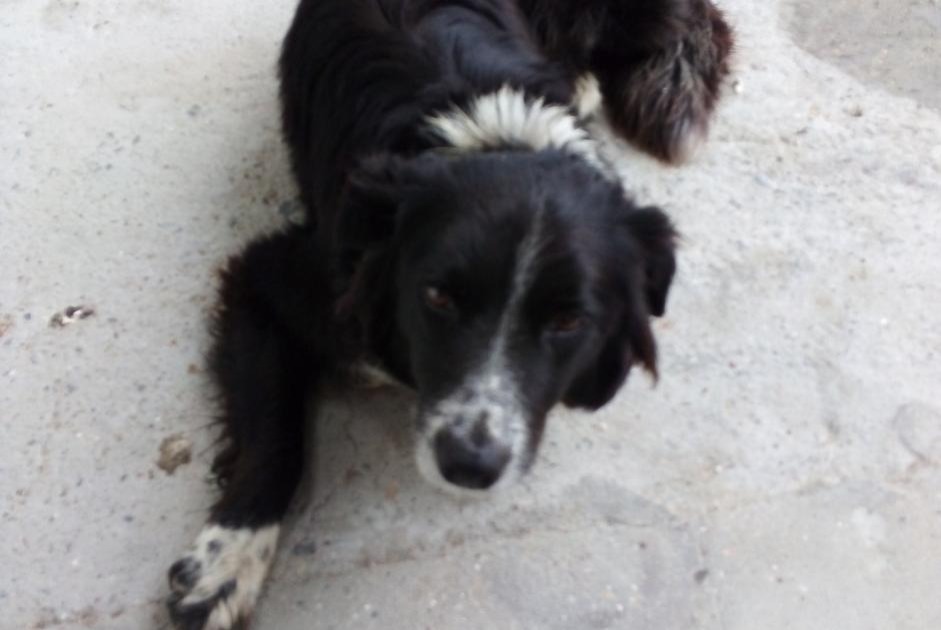 Disappearance alert Dog  Female , 12 years Aubers France