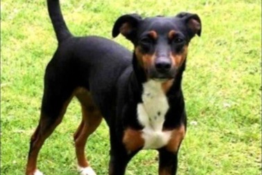 Disappearance alert Dog  Female , 5 years Grand-Fort-Philippe France
