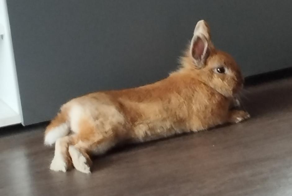 Disappearance alert Rabbit Male , 2025 years Villeneuve-d'Ascq France Disappearance alert Rabbit Male , 2025 years Villeneuve-d'Ascq France