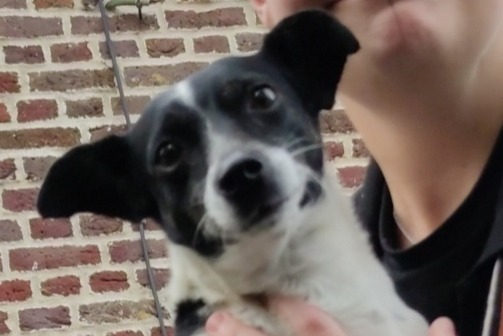 Alerta de Hallazgo Perro  Desconocido Hergnies Francia