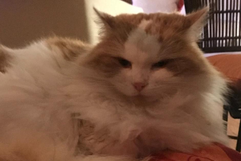 Alerte Disparition Chat croisement Femelle , 2 ans Loos France