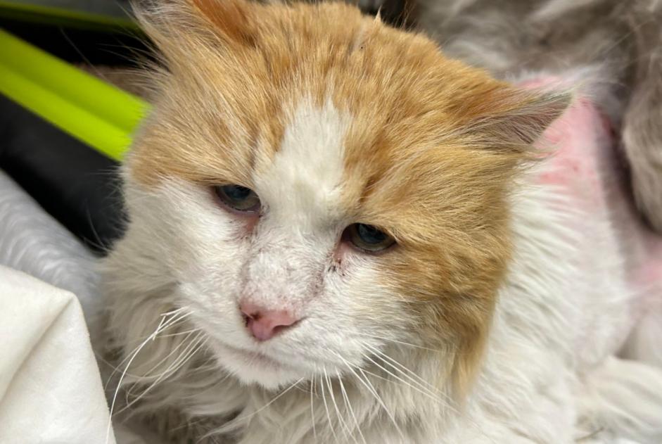 Alerte Disparition Chat  Mâle , 7 ans Raismes France