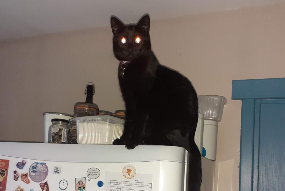 Alerte Disparition Chat Mâle , 2 ans Terdeghem France
