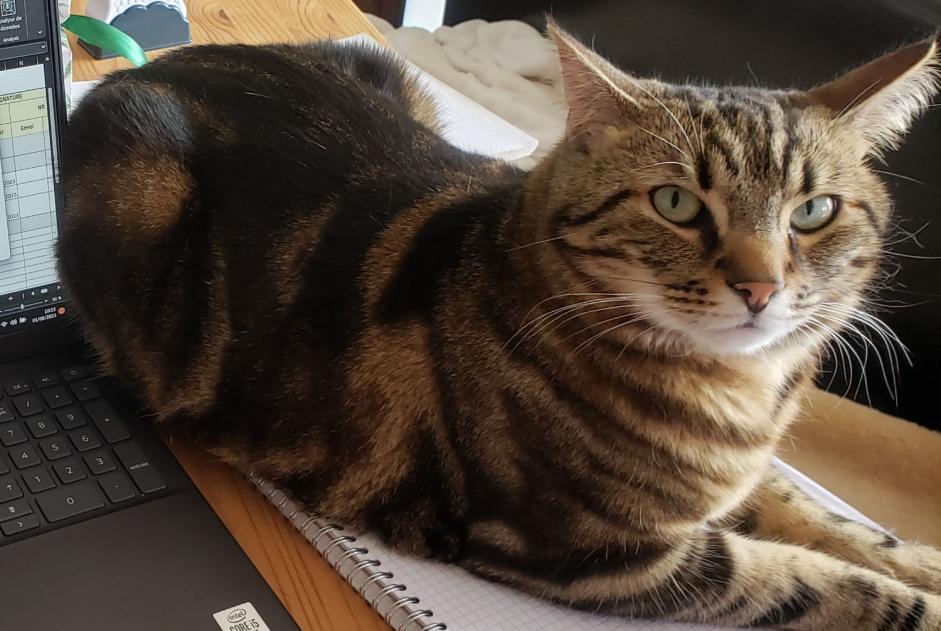 Alerte Disparition Chat  Mâle , 2 ans Douai France