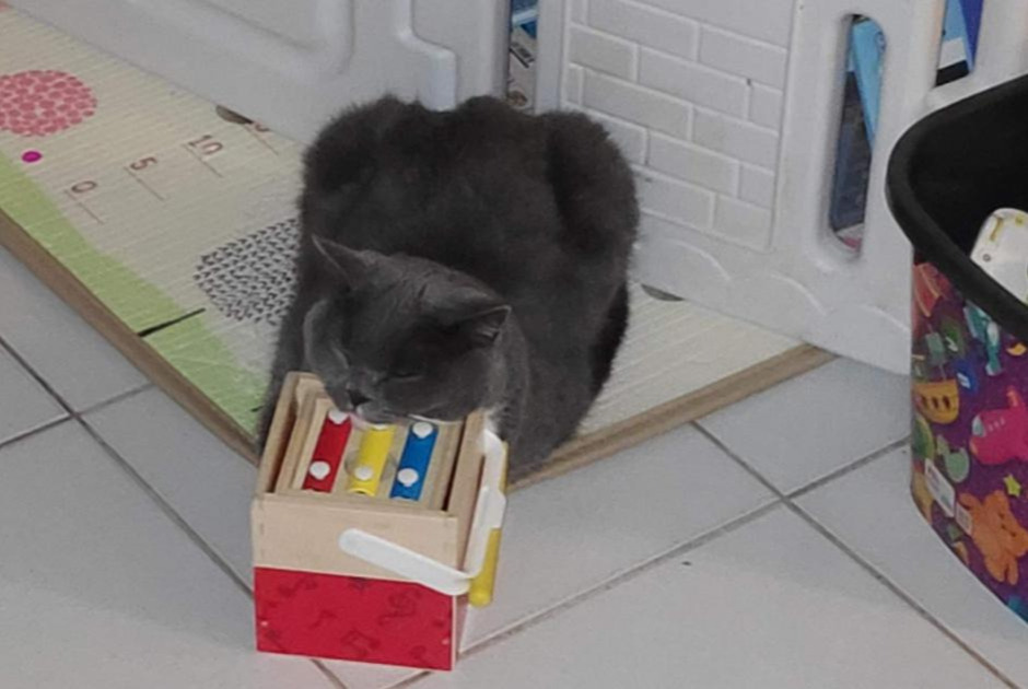 Alerte Disparition Chat croisement Mâle , 5 ans Valenciennes France Alerte Disparition Chat croisement Mâle , 5 ans Valenciennes France