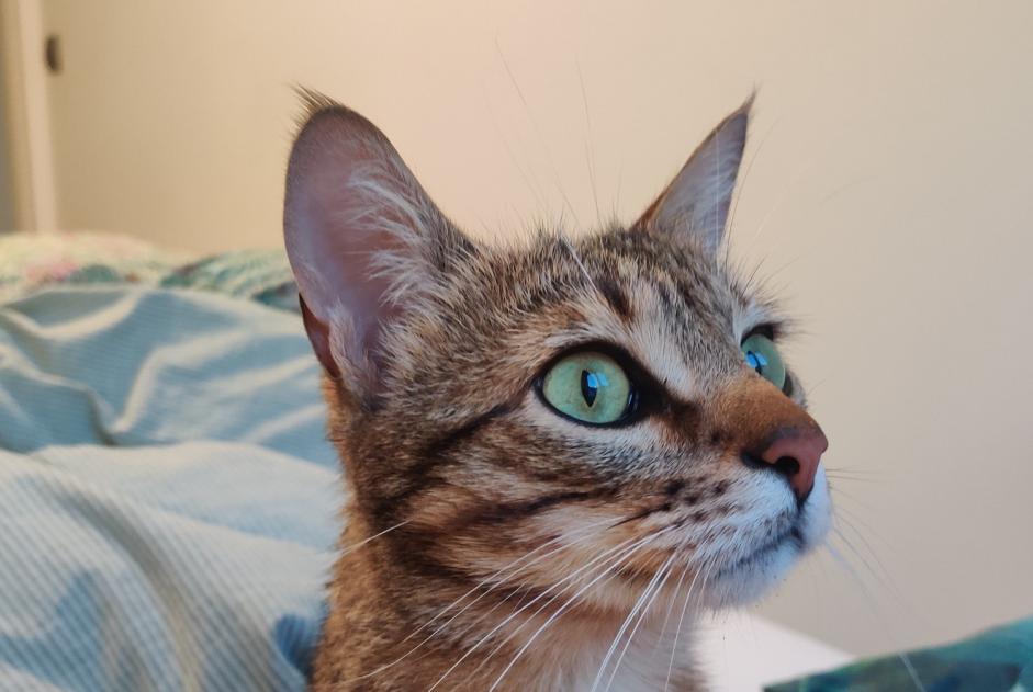 Alerte Disparition Chat Mâle , 2 ans Lille France Alerte Disparition Chat Mâle , 2 ans Lille France