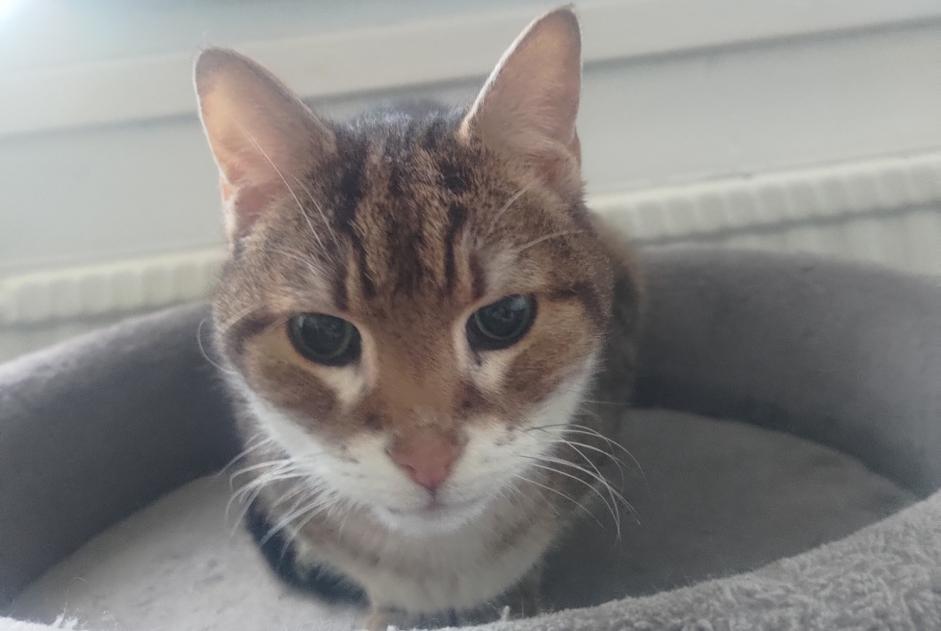 Alerte Découverte Chat Mâle Wattignies France
