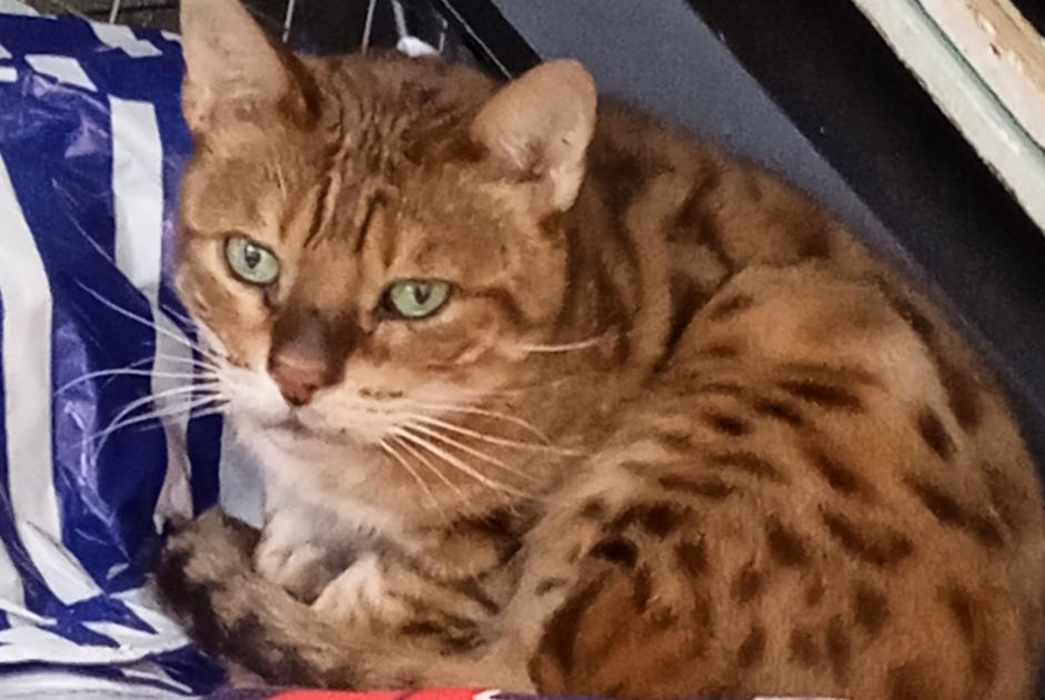 Alerte Découverte Chat croisement Inconnu Armentières France