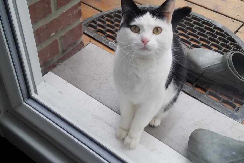 Alerte Découverte Chat Femelle Lys-lez-Lannoy France