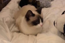Alerte Découverte Chat  Femelle Lille France