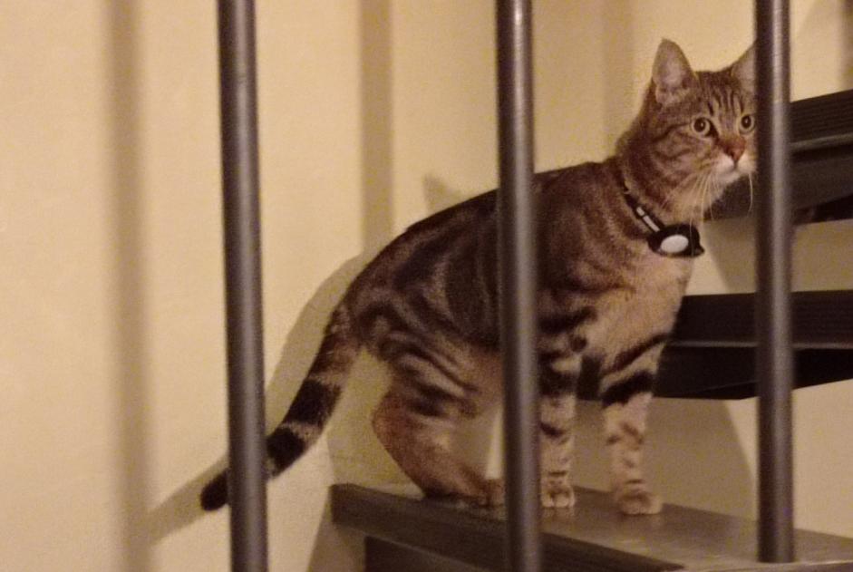 Alerte Découverte Chat Mâle Lille France