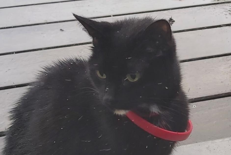 Alerte Découverte Chat Femelle , Entre 7 et 9 mois Hem France