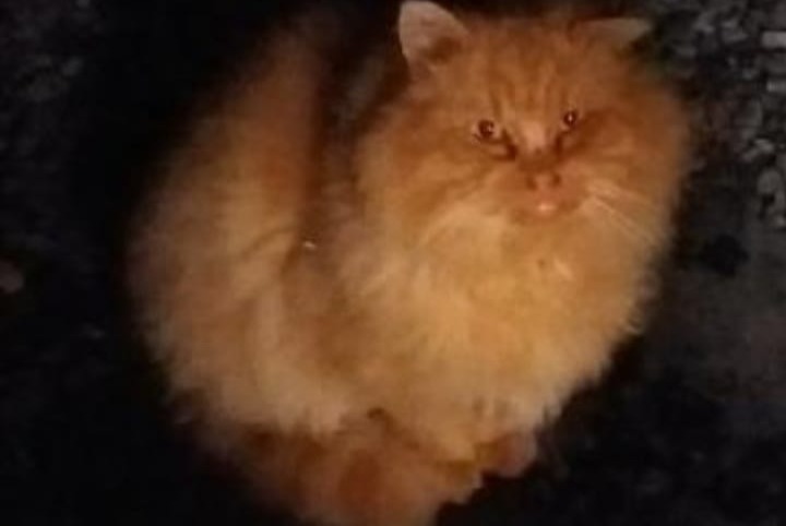 Alerte Découverte Chat Mâle Hon-Hergies France