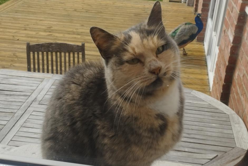 Alerte Découverte Chat Inconnu Monchecourt France