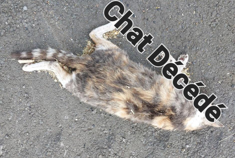 Alerte Découverte Chat Inconnu Landrecies France Alerte Découverte Chat Inconnu Landrecies France