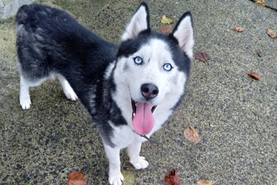 Alerte Découverte Chien Inconnu Masnières France Alerte Découverte Chien Inconnu Masnières France