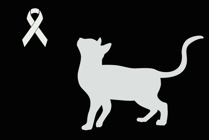 Alerte Découverte Chat Inconnu Lille France