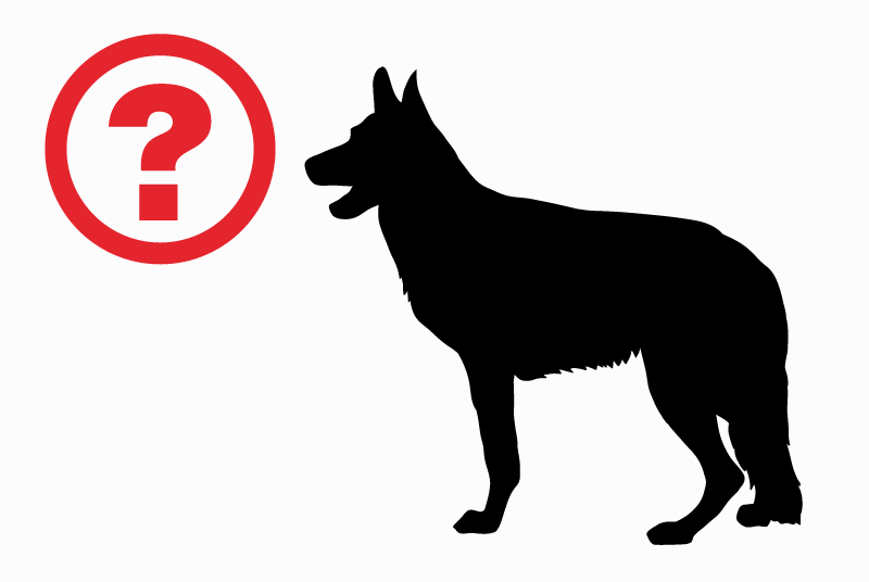 Alerta desaparecimento Cão  Fêmea , 8 anos Aubigny-au-Bac France