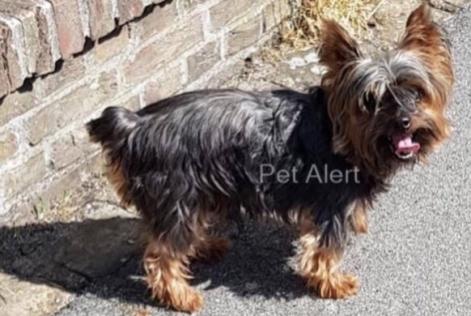 Avviso scomparsa Cane  Maschio , 14 anni Comines Francia