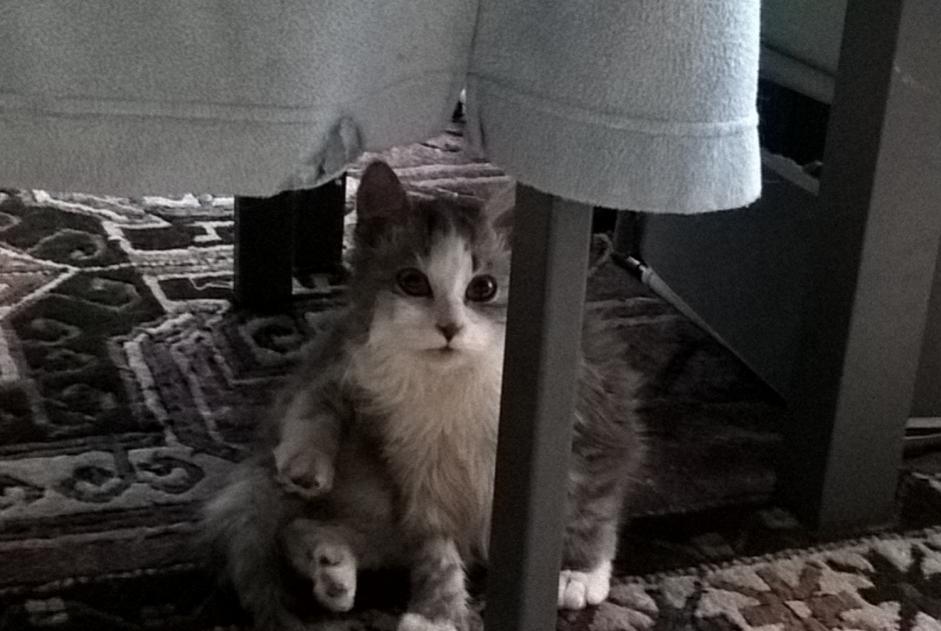 Avviso scomparsa Gatto  Maschio , 5 anni Steenwerck Francia