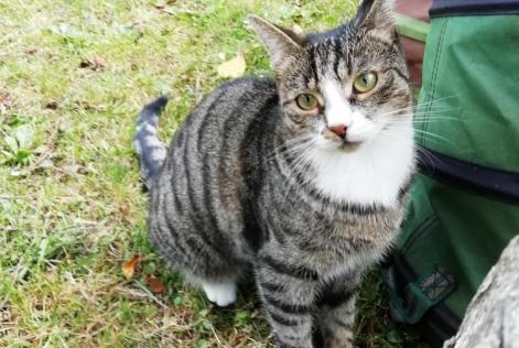Avviso scomparsa Gatto  Femmina , 3 anni Niergnies Francia
