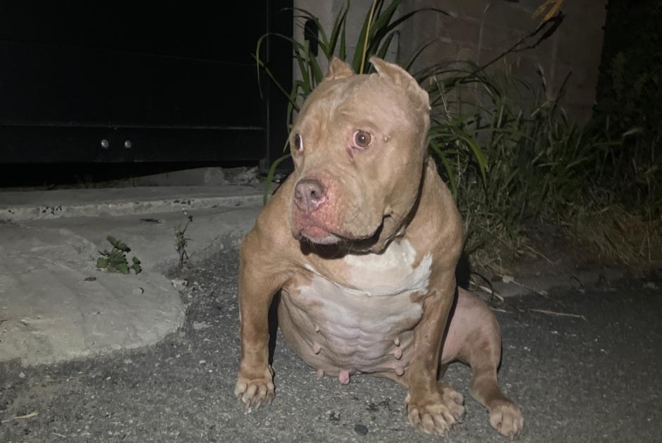 Ontdekkingsalarm Hond Onbekend Estrées Frankrijk Ontdekkingsalarm Hond Onbekend Estrées Frankrijk